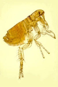 home-remedies-for-fleas